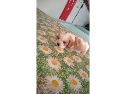 Irk sağlık garantili cavalier king charles bebek köpekleri