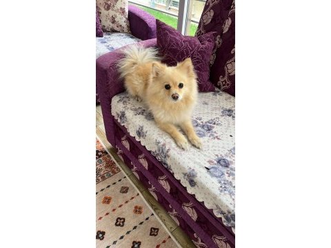 Sevimli ve oyuncu pomeranian köpeğim