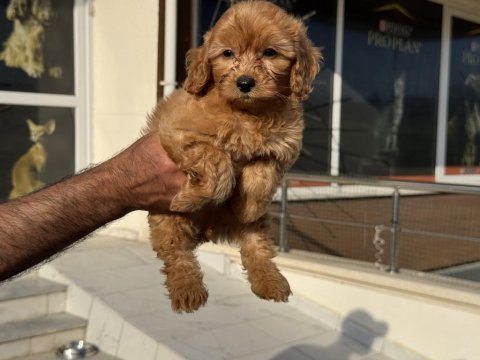 Yasal ruhsatlı çiftlikde ziyarete açık maltipoo 