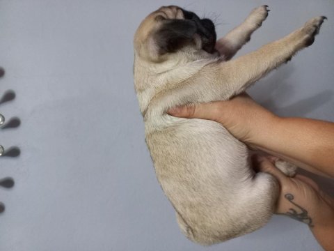 Pug mops yavrular