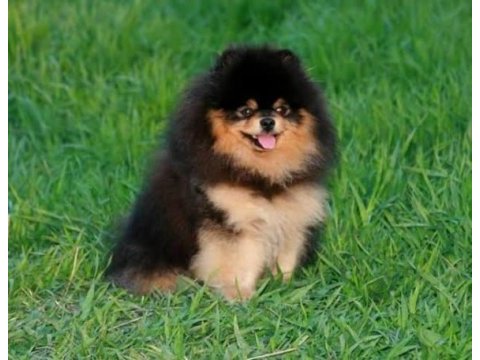 Micro black tan pomeranian