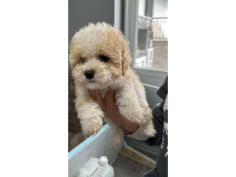 Orjinal kore kan büyümeme garantili maltipoo teacup