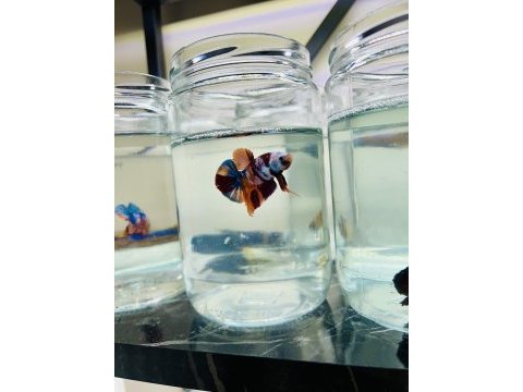 Canndy betta (koi-plakat)