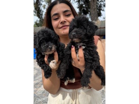 Morkie çok sevimli yavrular 