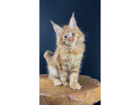Gerçek xxl maine coon muhteşem kırmızı erkek