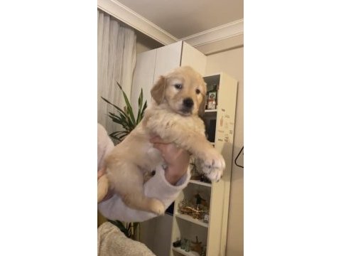Dişi golden retriever yavrular