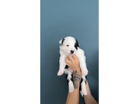 Border collie yavruları