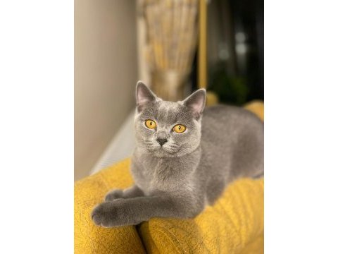 8 aylık dişi british shorthair malzemeleri ile birlikte