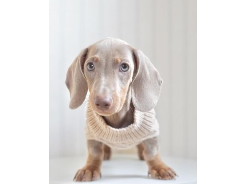 Exotic dachshund yavruları 