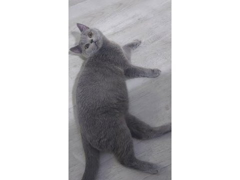 British shorthair 9 aylık erkek