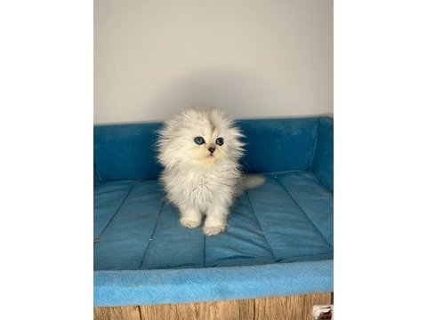 British longhair yavrularım