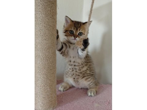 British shorthair golden 2 dişi ny11
