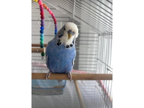 Jumbo genç erkek muhabbet kuşu 4 aylık