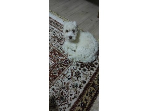 4 aylık maltese 0 numara