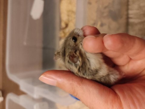 Çok tatlı miniş hamster yavrucaklar