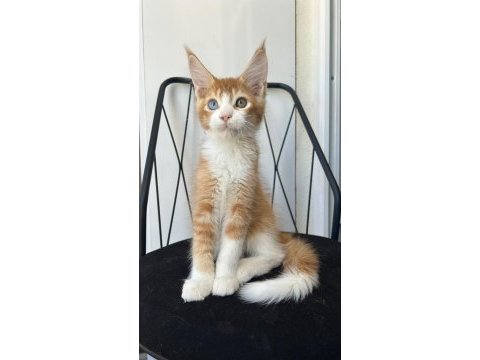 Odd eye boy isadore maine coon