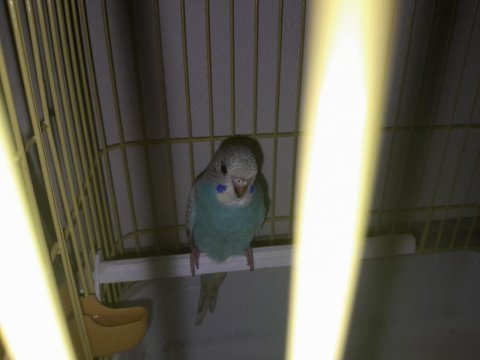 Yavru muhabbet kuşu 1.5 aylık