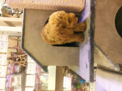 Red toy poodle