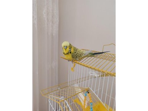 Şov jumbo muhabbet kuşu