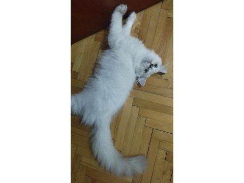 Silver point british longhair bebek yeni yuvasını arıyor