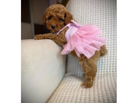 Toy poodle yavruları