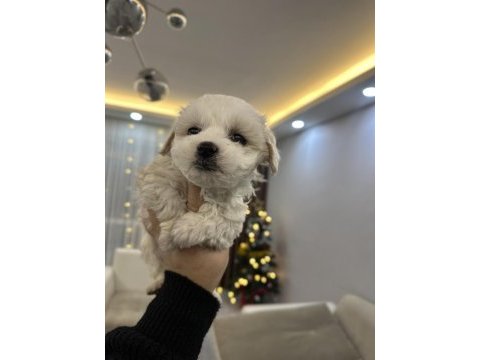 0 numara maltese terrier