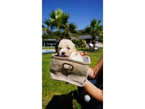 Tea cup maltipoo yavrulari ıstanbul 