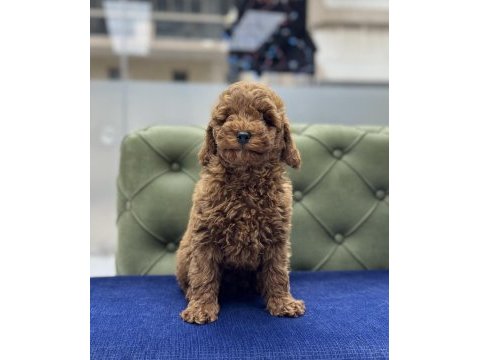 Red erkek aşılı toy poodle yavrumuz