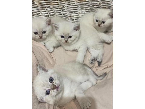 Safkan british shorthair