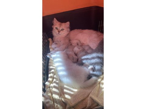 British longhair annenin bebekleri