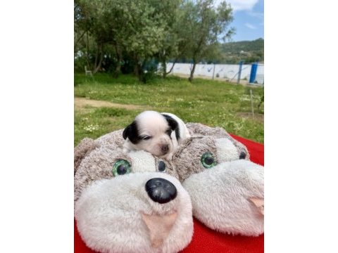 Morkie morki köpeğimiz