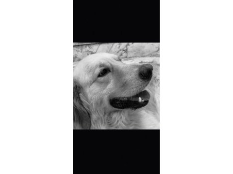Golden retriever 4 yaşında