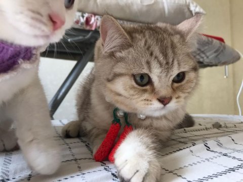Sevimli british longhair tarçın