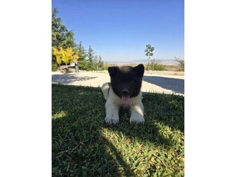 Safkan amerikan akita