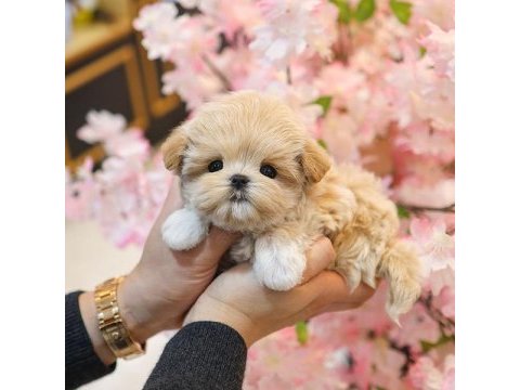 Korean toy poodle yavrularım
