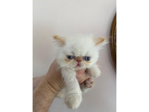 Safkan anne babadan şov kalite exotic yavrular