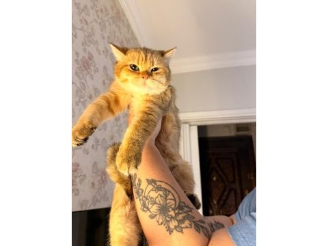 British shorthair erkek golden ny24 4 aylık yavrumuz
