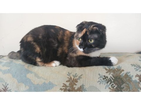 Scottish fold kaliko çok komik ve çok insancıl