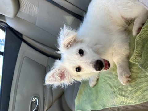 Rus finosu 5 aylık köpeğimiz