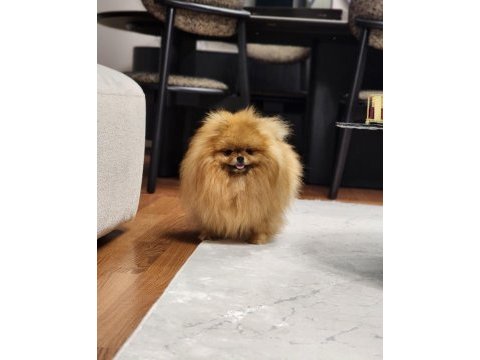 Dişi türkiyedeki en iyisi pomeranian