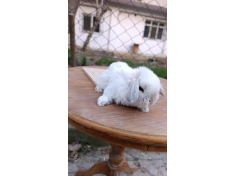 Holanda lop mini lop cuce tavşan yavrular gonderim var