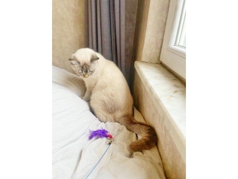 1.5 yaşında kısırlaştırılmış blue point british shorthair