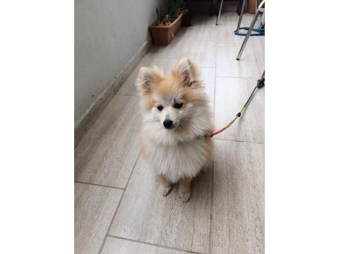 4 aylık dişi eğitimli adı şila spitz