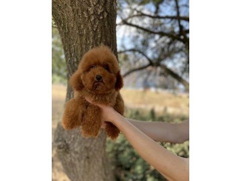 Red brown erkek toy poodle