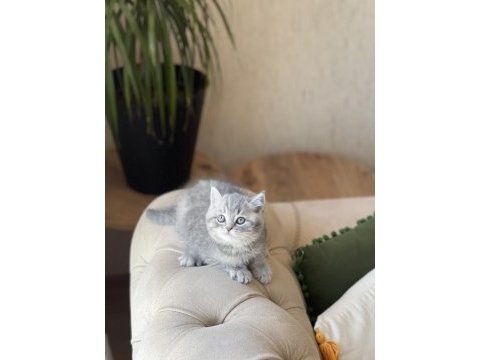 Pofuduk british shorthair yavrum
