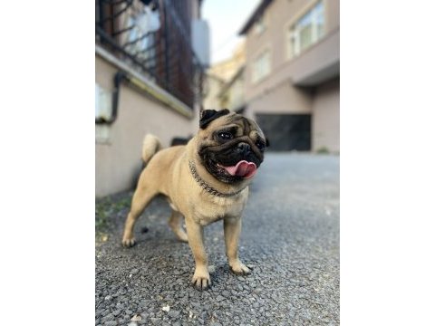 Erkek a kalite pug eşleme tecrübeli