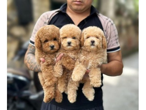 Gerçek toy poodle bebeklerim