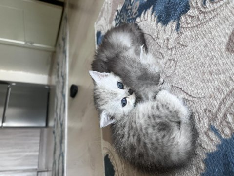 British shorthair silver