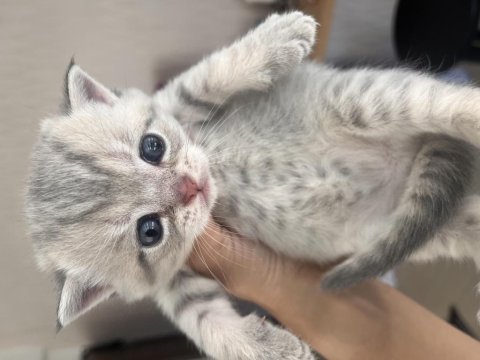 Yavru scottish fold