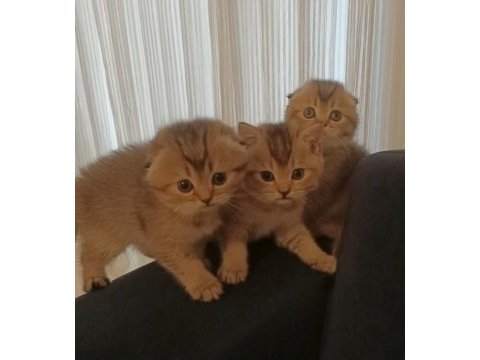 Black golden sıfır kulak dişi scottish fold yavrular